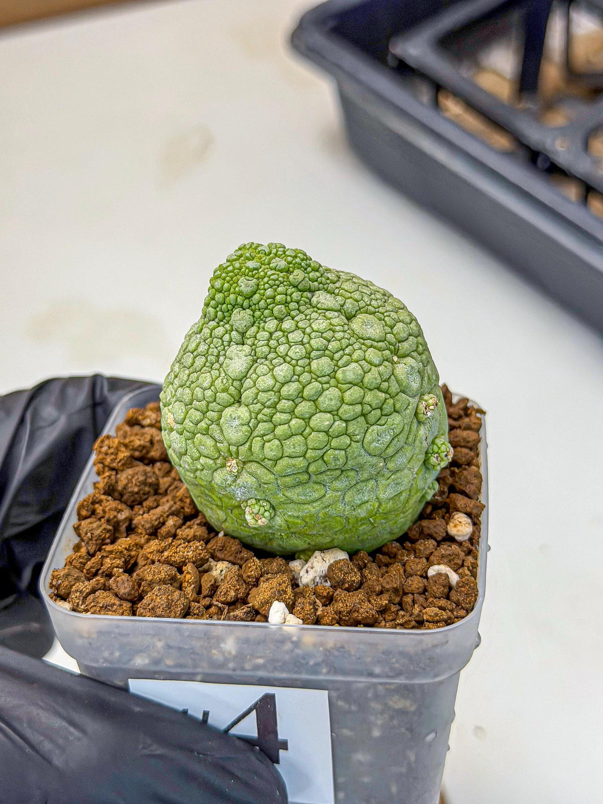 Pseudolithos Migiurtinus (4) | Rare Cactus