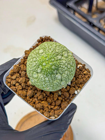 Pseudolithos Migiurtinus (4) | Rare Cactus