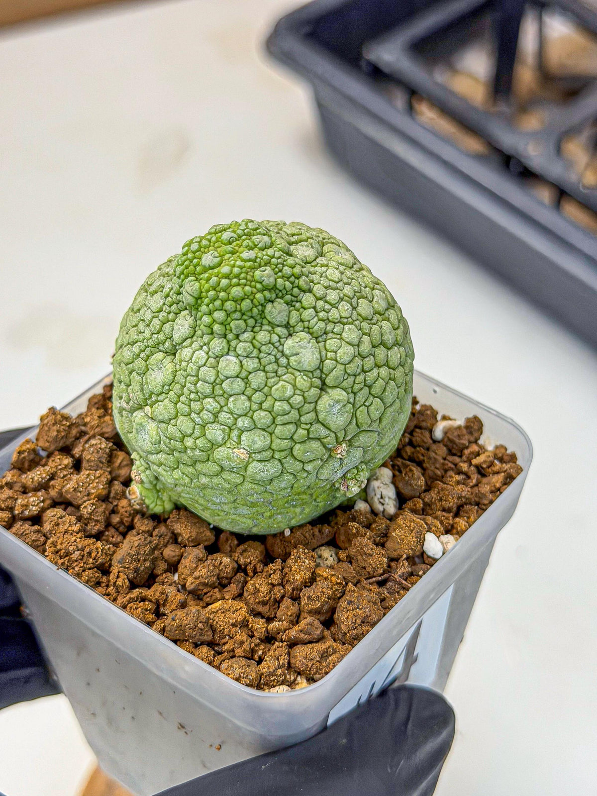 Pseudolithos Migiurtinus (4) | Rare Cactus