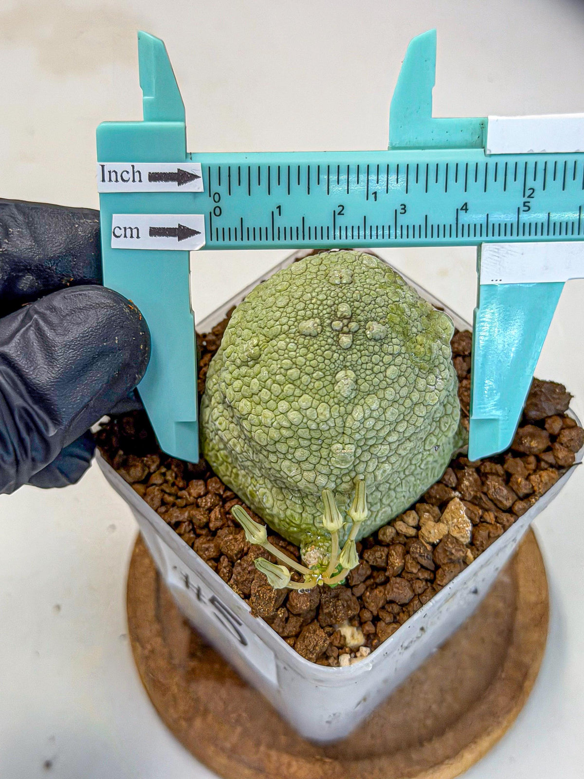 Pseudolithos Migiurtinus (5) | Rare Cactus