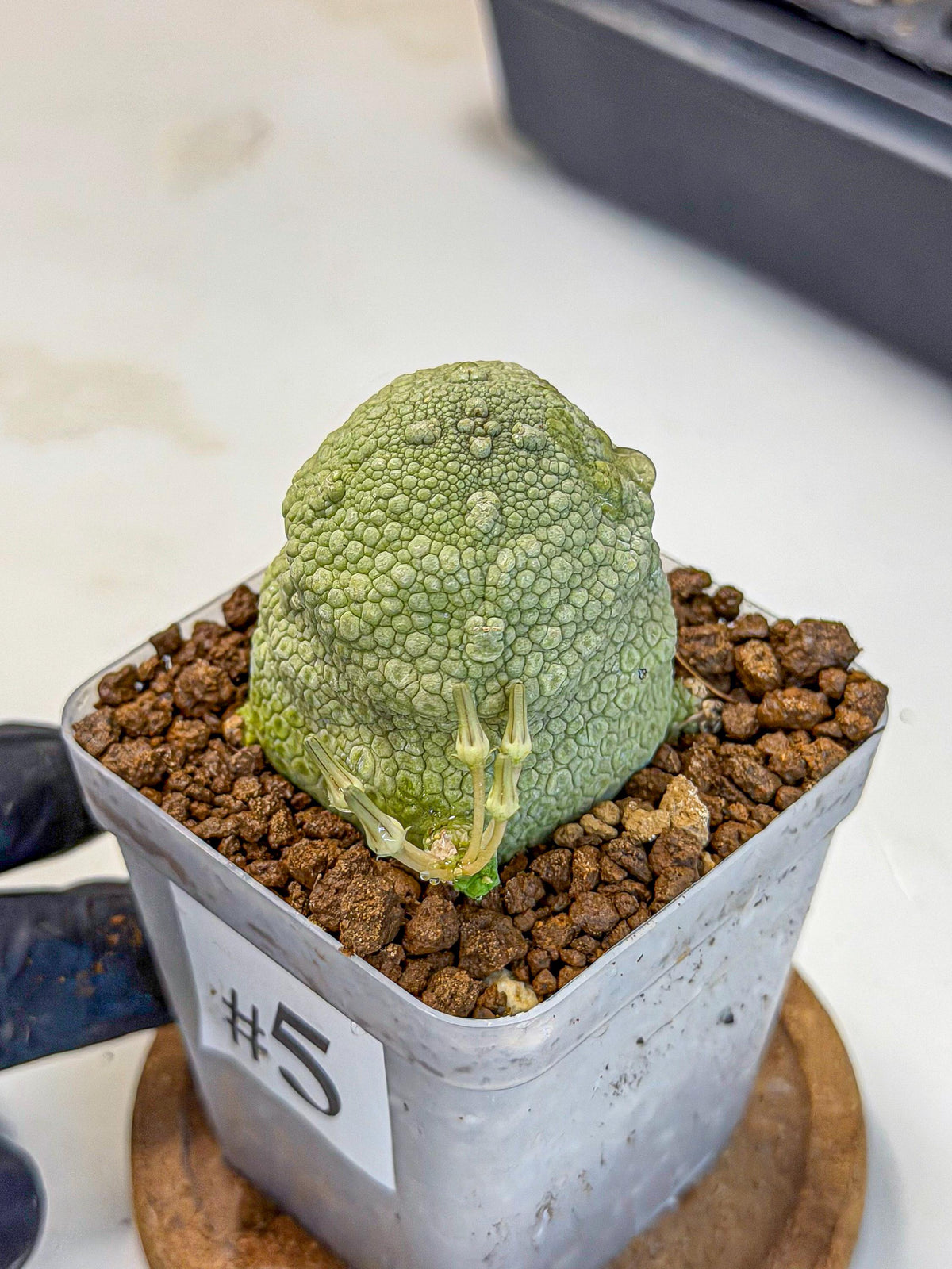 Pseudolithos Migiurtinus (5) | Rare Cactus