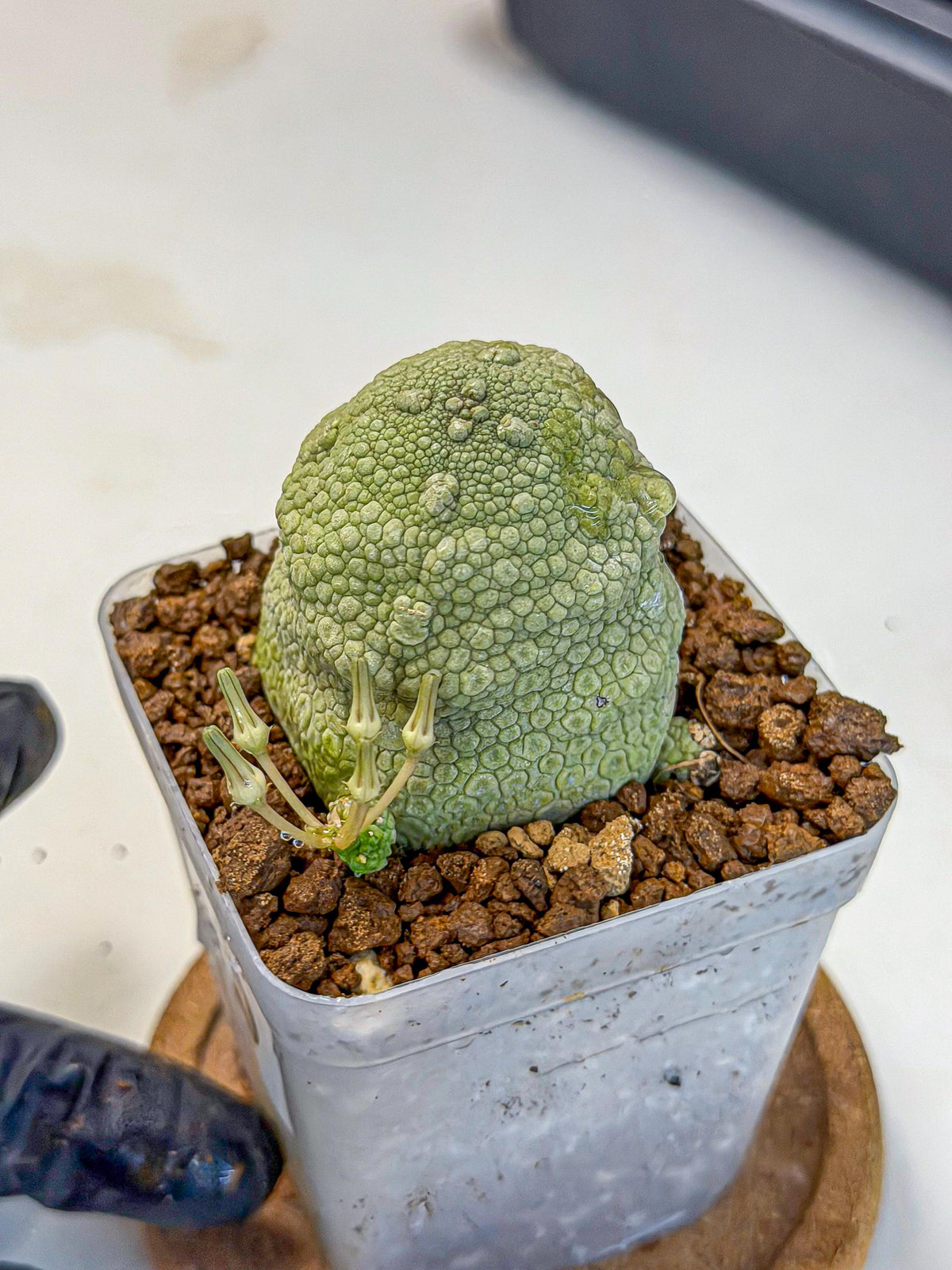 Pseudolithos Migiurtinus (5) | Rare Cactus