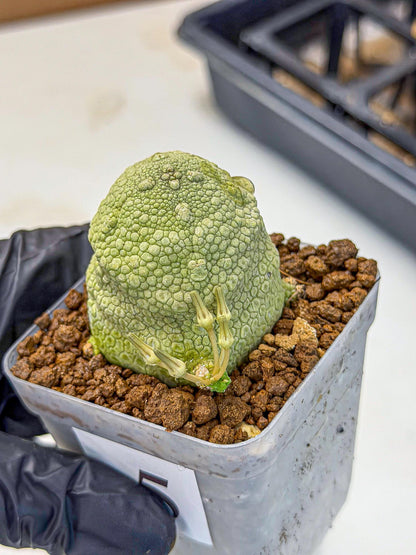 Pseudolithos Migiurtinus (5) | Rare Cactus