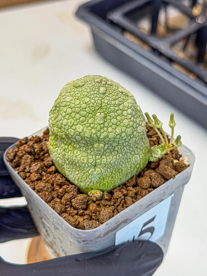 Pseudolithos Migiurtinus (5) | Rare Cactus