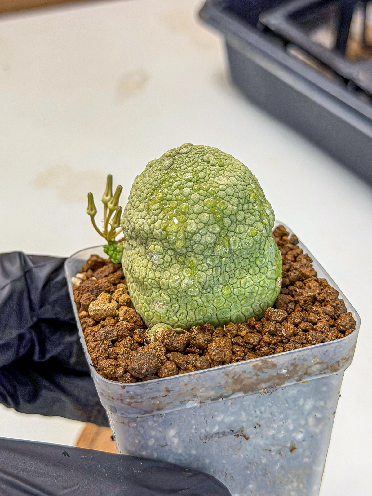 Pseudolithos Migiurtinus (5) | Rare Cactus