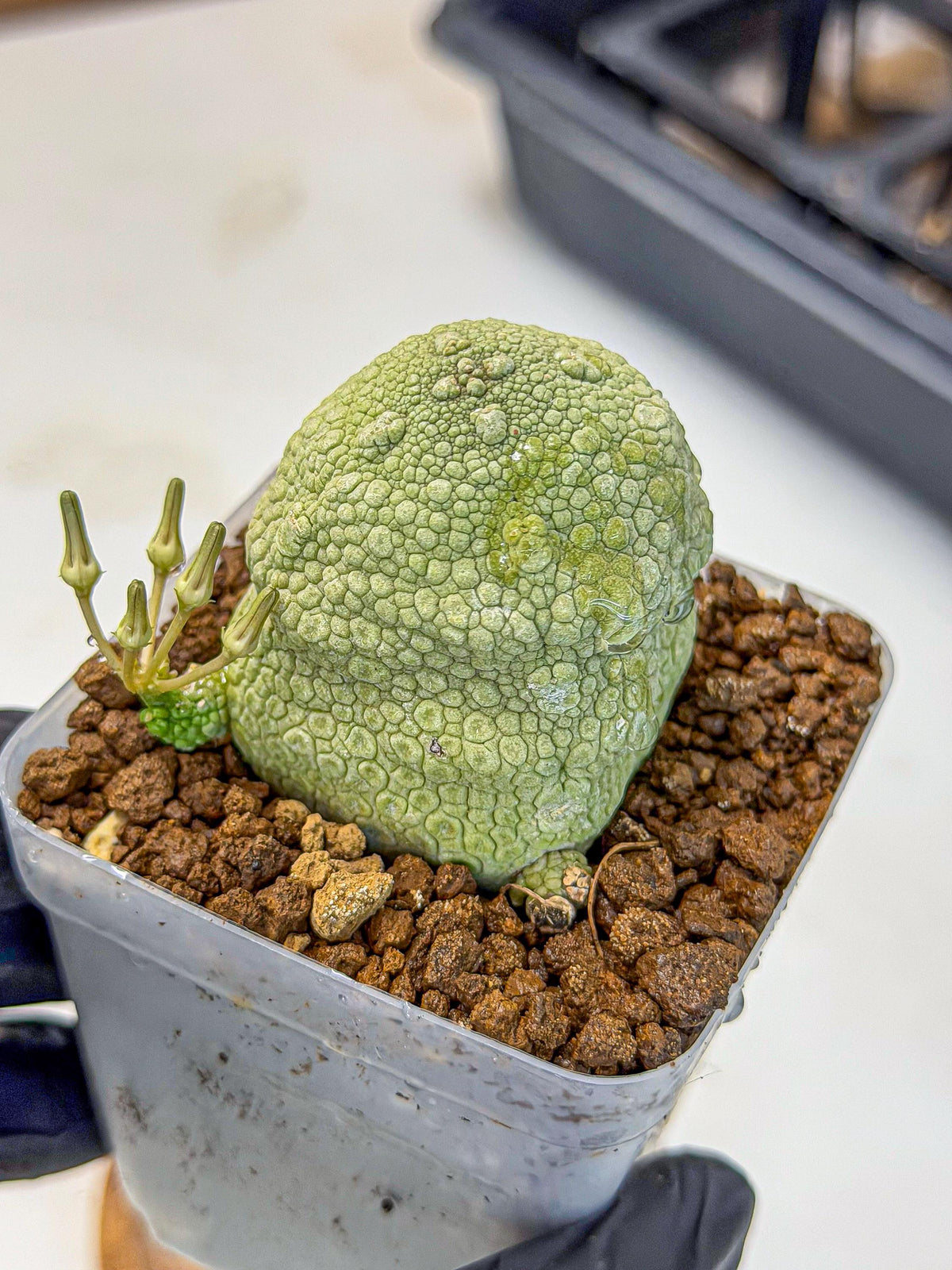 Pseudolithos Migiurtinus (5) | Rare Cactus