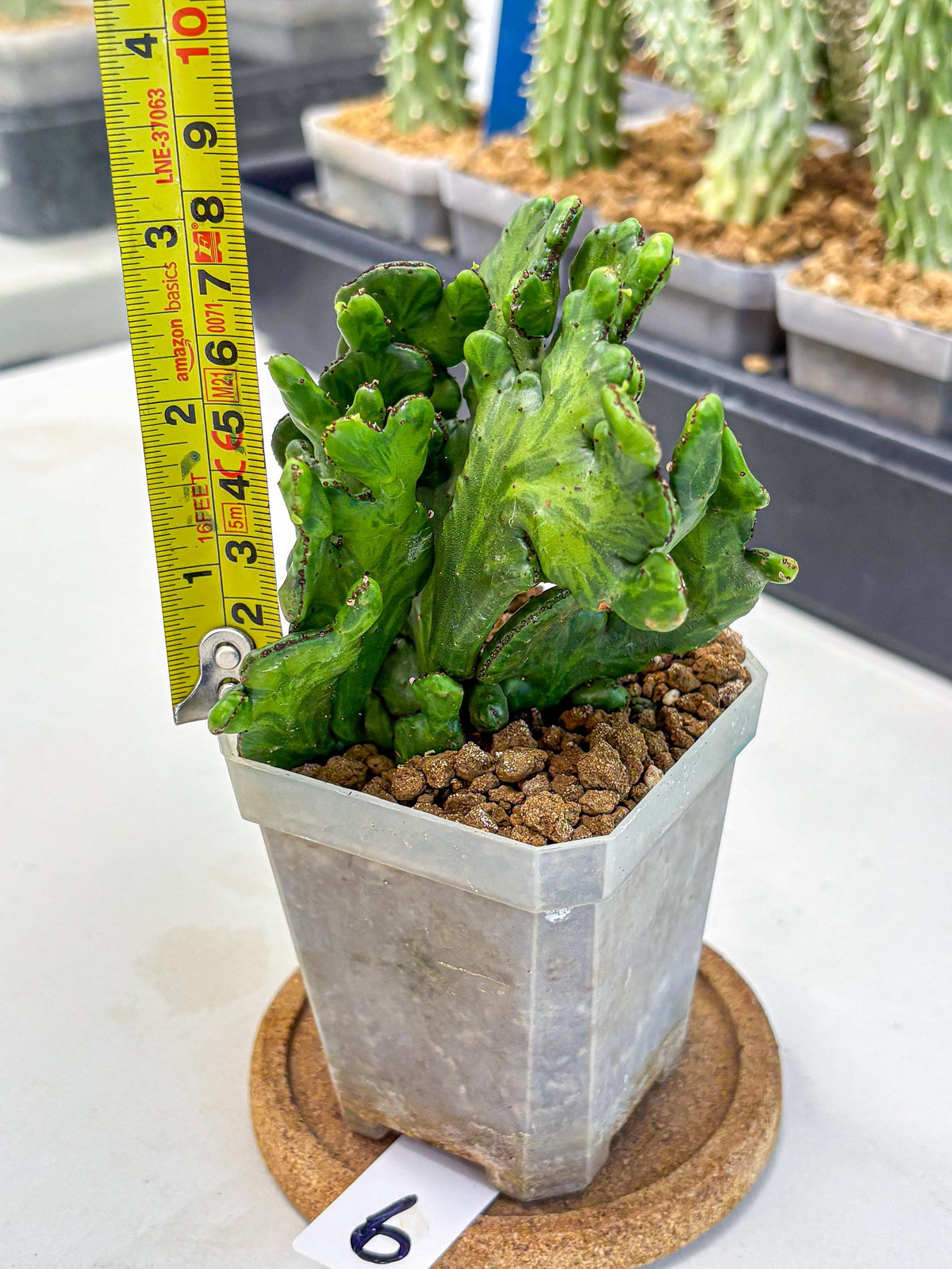 Euphorbia leucodendron cristate Var (9) | Rare Plants