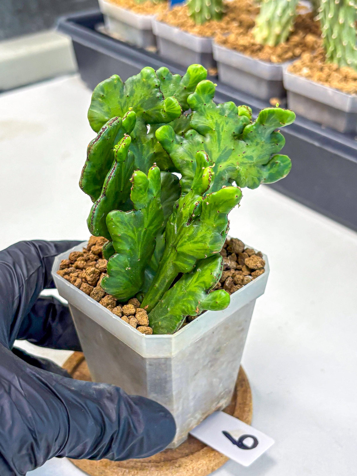 Euphorbia leucodendron cristate Var (9) | Rare Plants