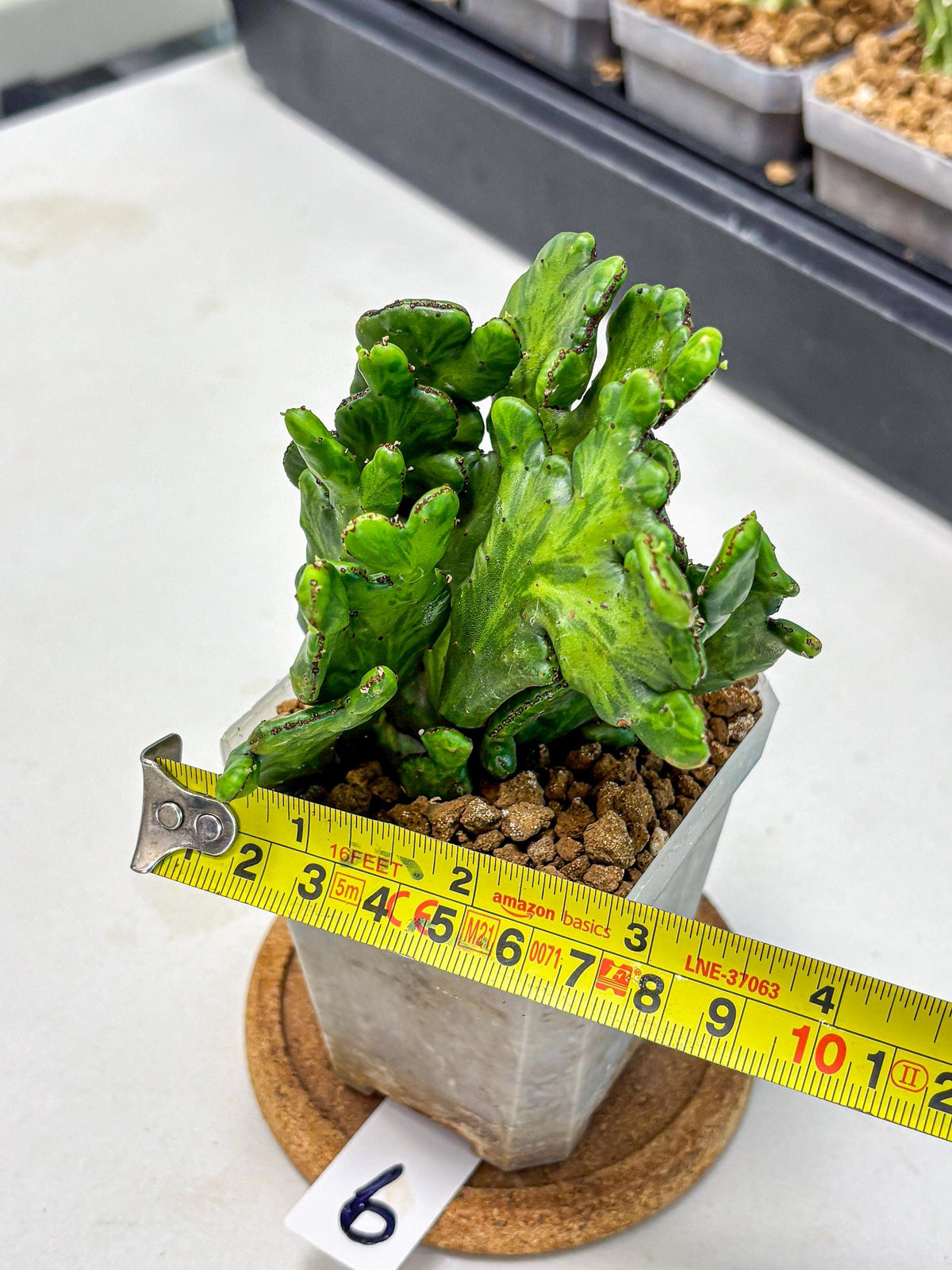 Euphorbia leucodendron cristate Var (9) | Rare Plants