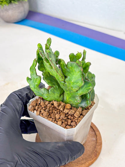 Euphorbia leucodendron cristate Var (9) | Rare Plants