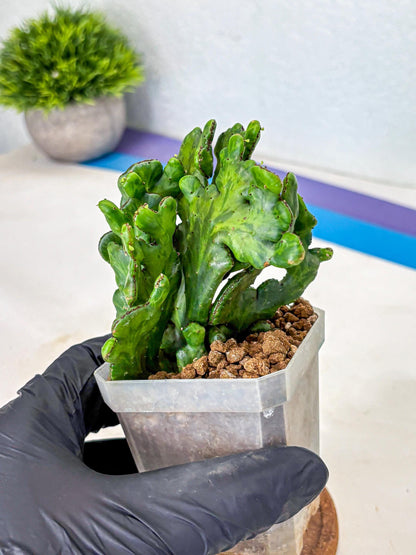 Euphorbia leucodendron cristate Var (9) | Rare Plants
