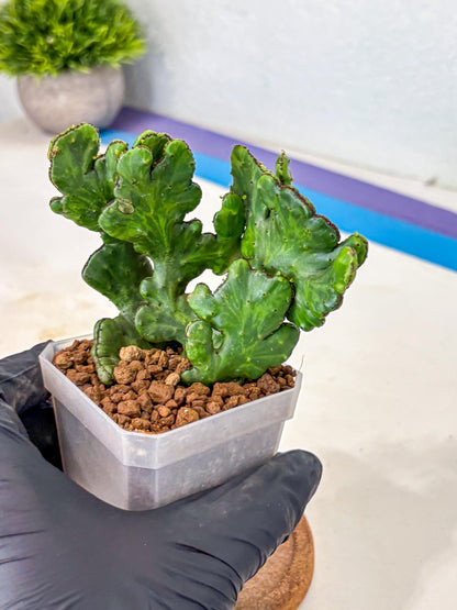 Euphorbia leucodendron cristate Var (5) | Rare Plants