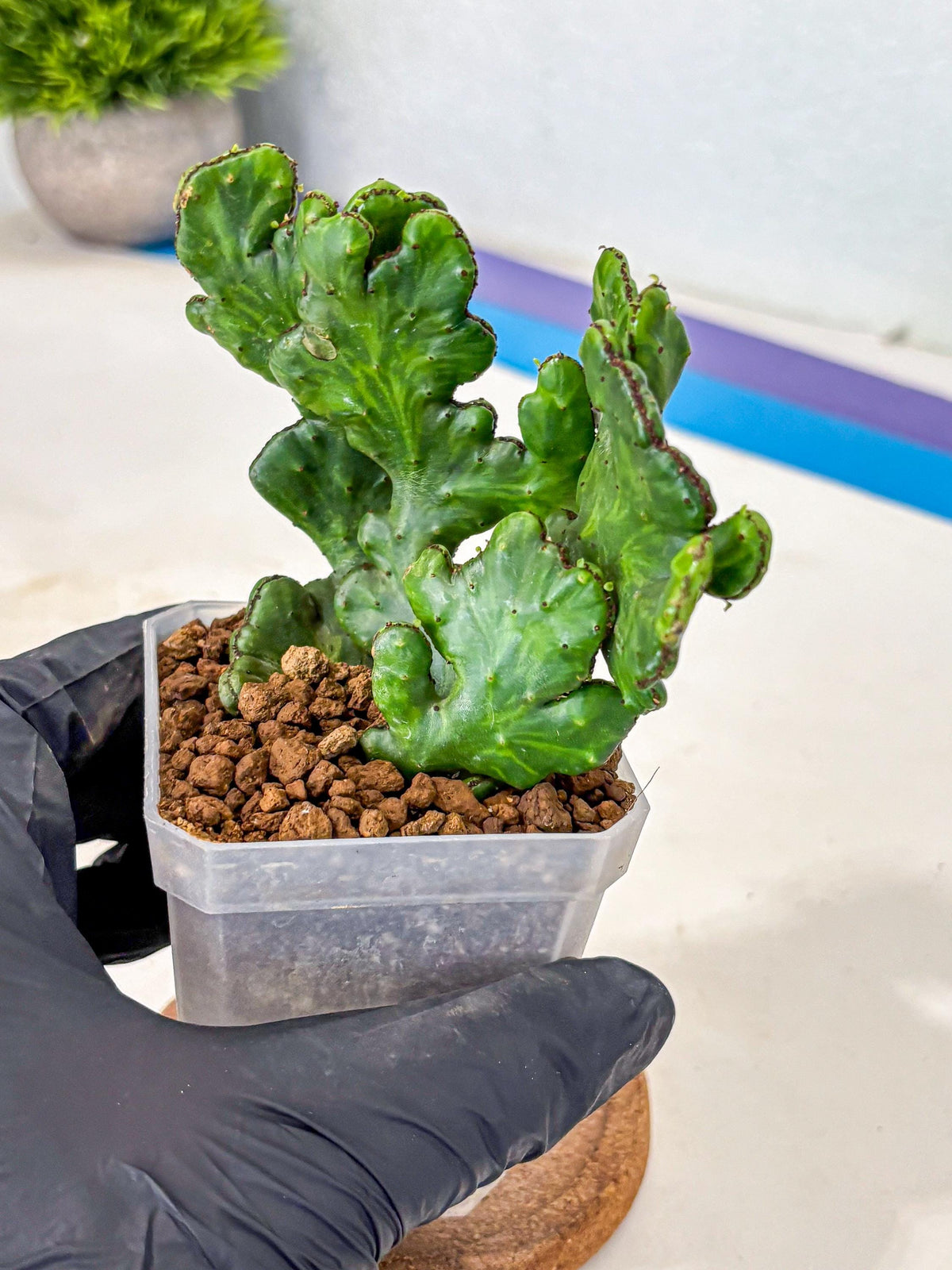 Euphorbia leucodendron cristate Var (5) | Rare Plants
