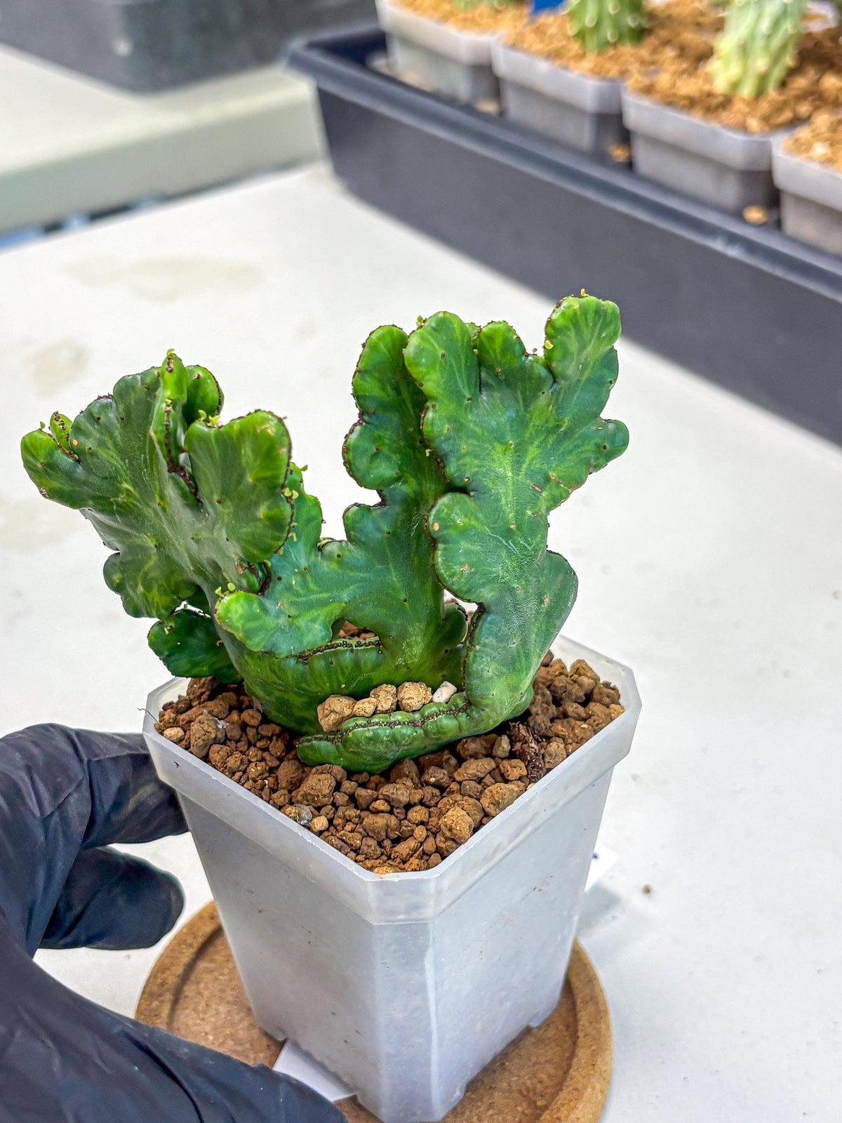 Euphorbia leucodendron cristate Var (5) | Rare Plants