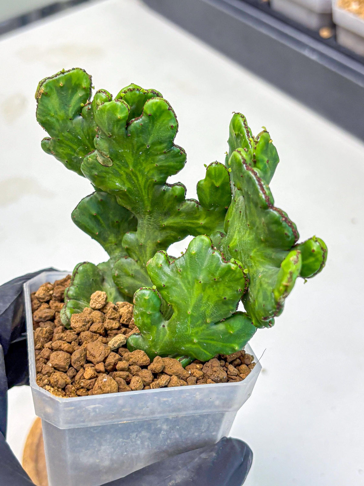 Euphorbia leucodendron cristate Var (5) | Rare Plants