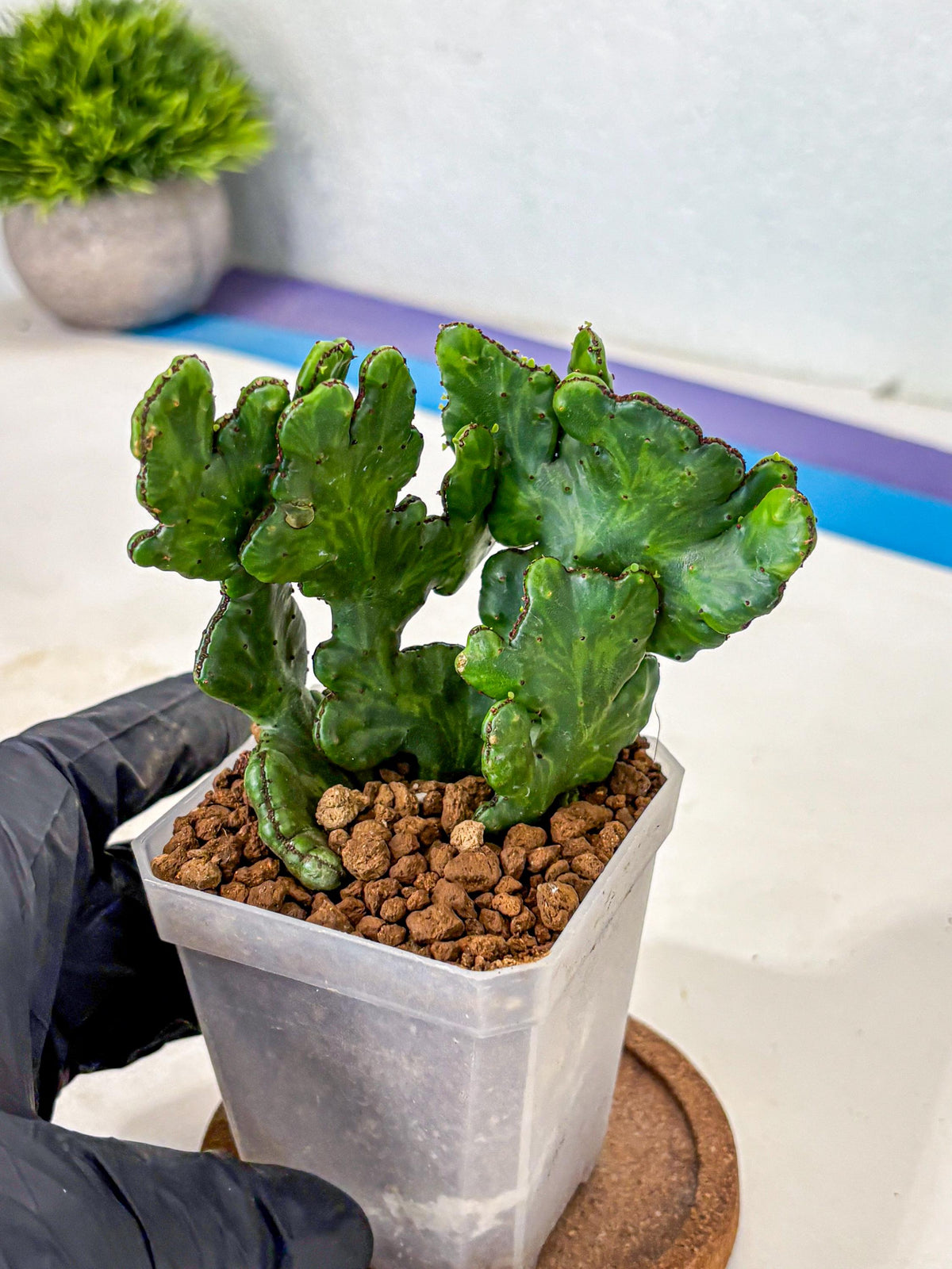 Euphorbia leucodendron cristate Var (5) | Rare Plants