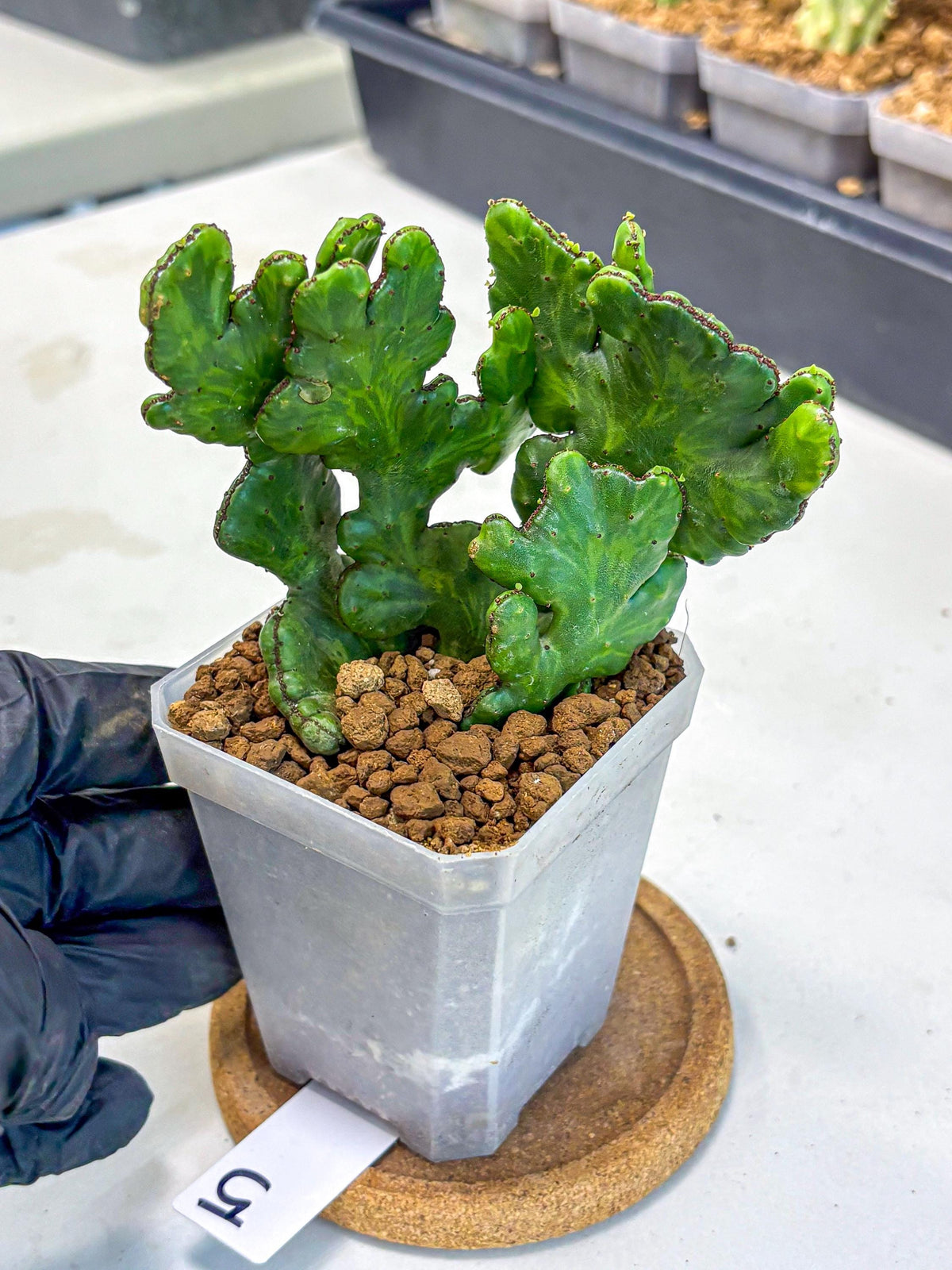 Euphorbia leucodendron cristate Var (5) | Rare Plants