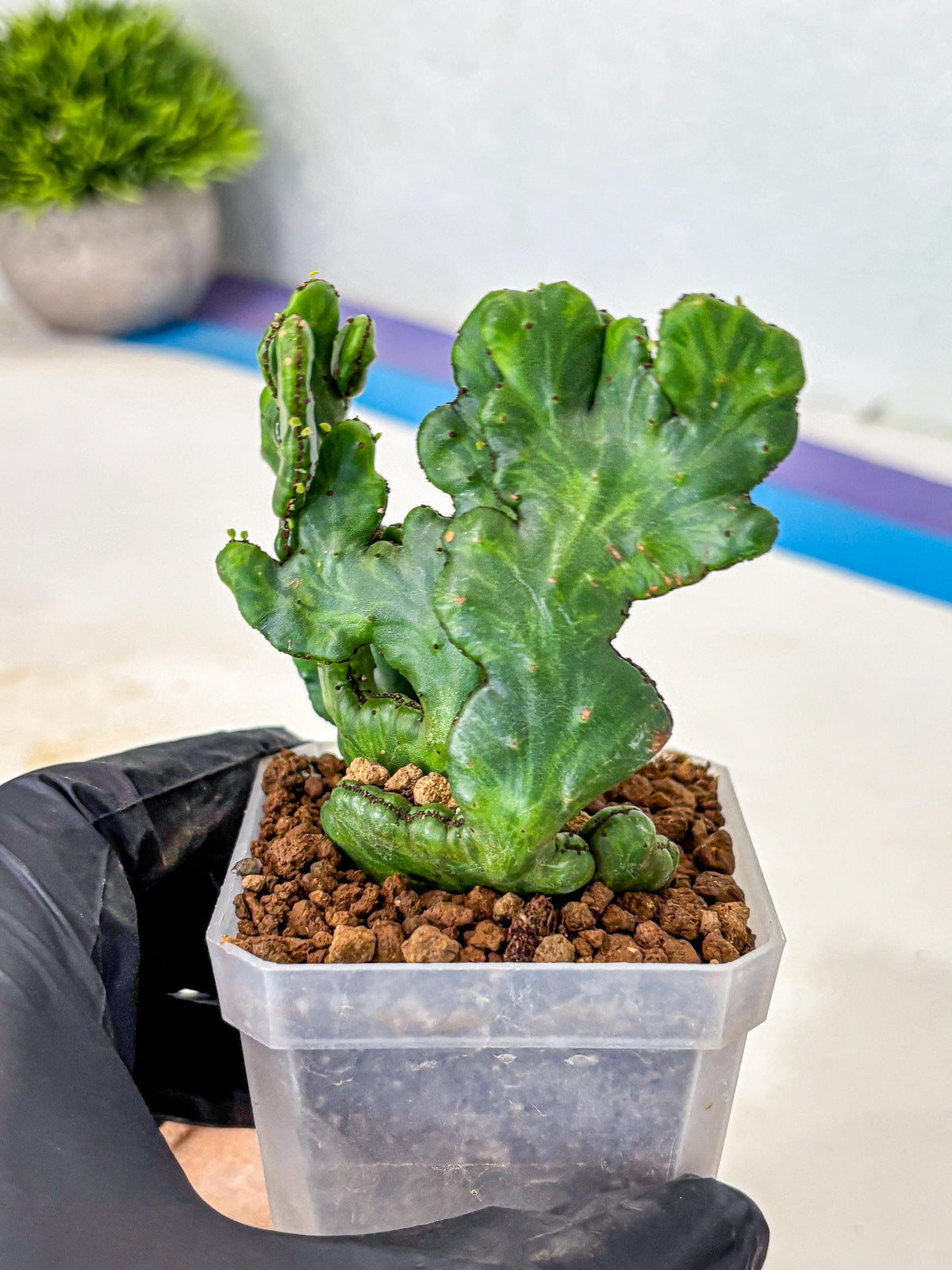 Euphorbia leucodendron cristate Var (5) | Rare Plants