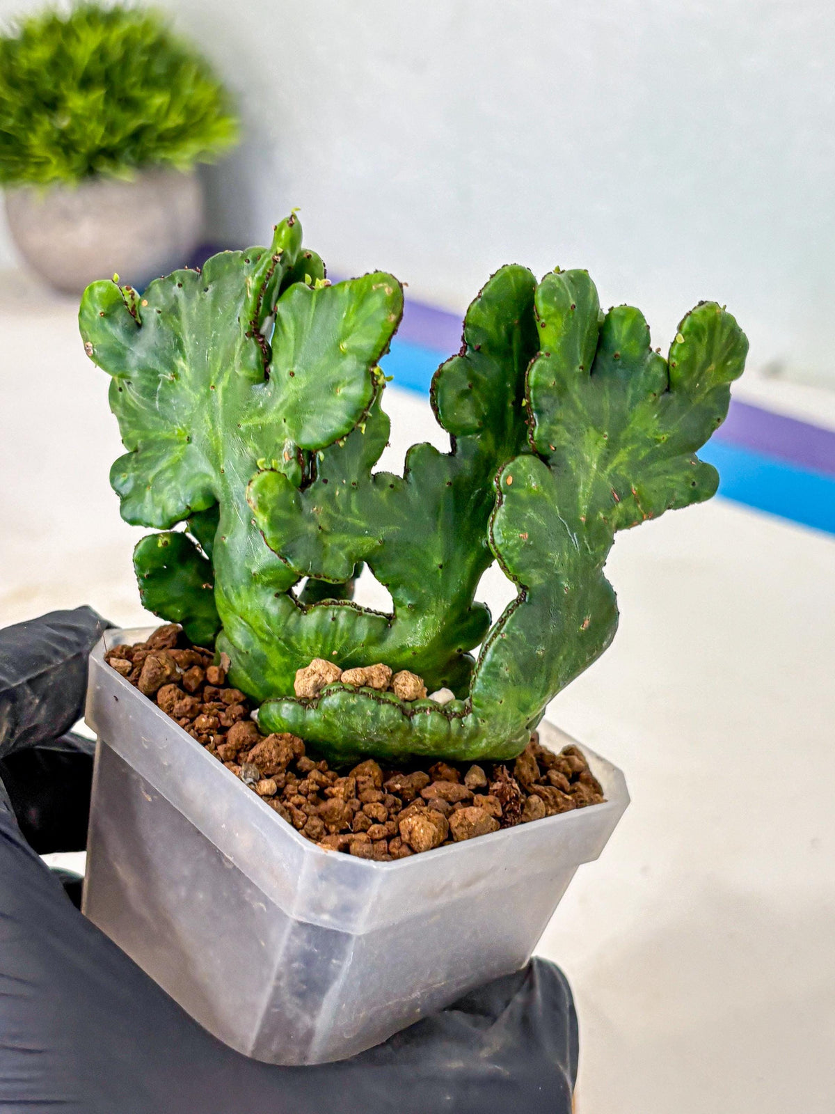 Euphorbia leucodendron cristate Var (5) | Rare Plants