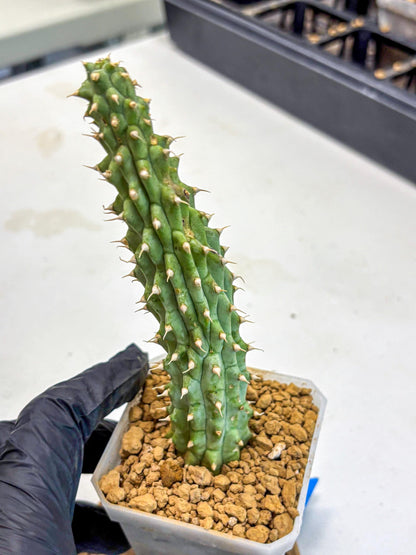 Kalahari Cactus (bb) | Rare House Plants