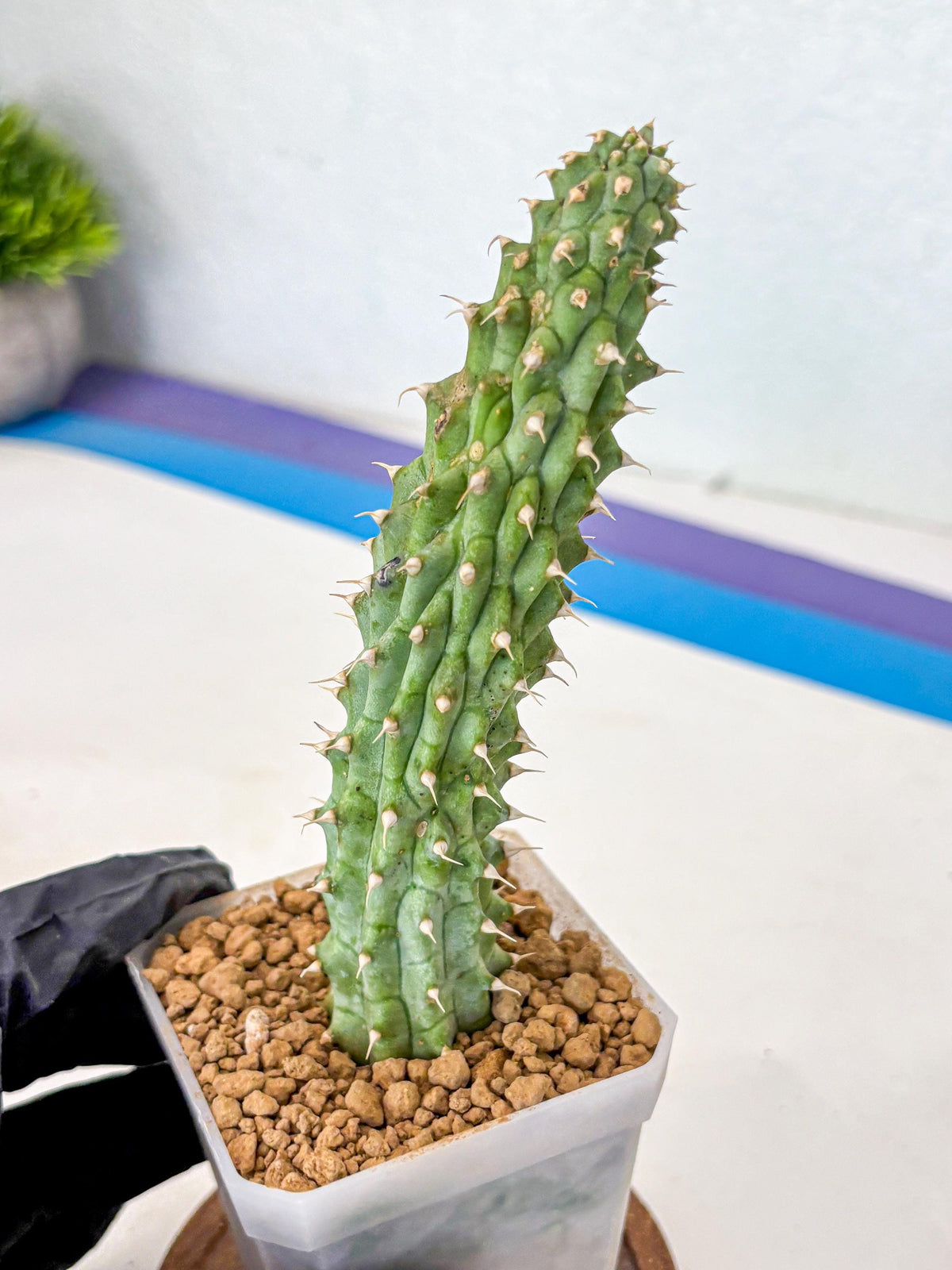 Kalahari Cactus (bb) | Rare House Plants