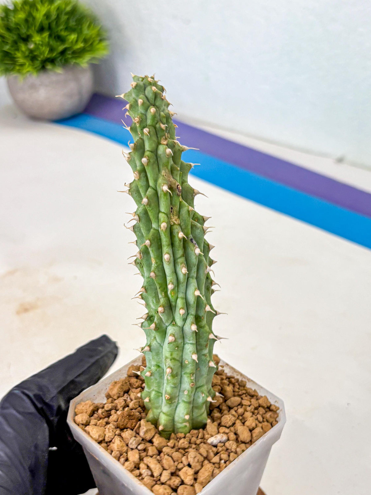Kalahari Cactus (bb) | Rare House Plants
