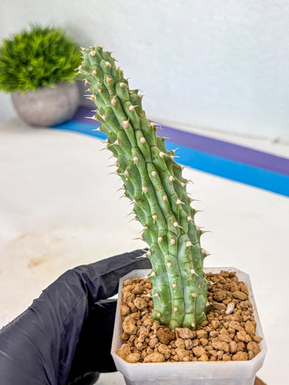 Kalahari Cactus (bb) | Rare House Plants