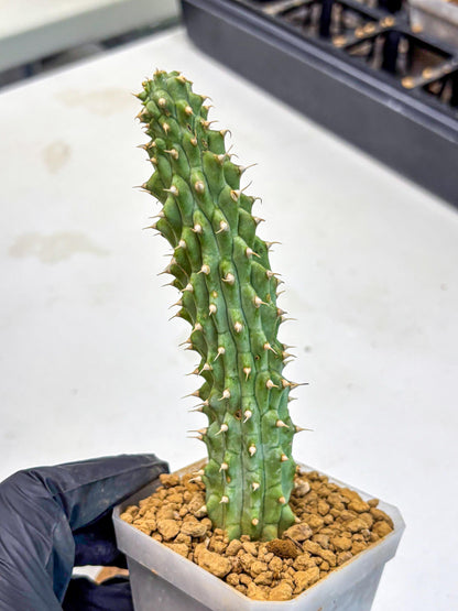 Kalahari Cactus (bb) | Rare House Plants