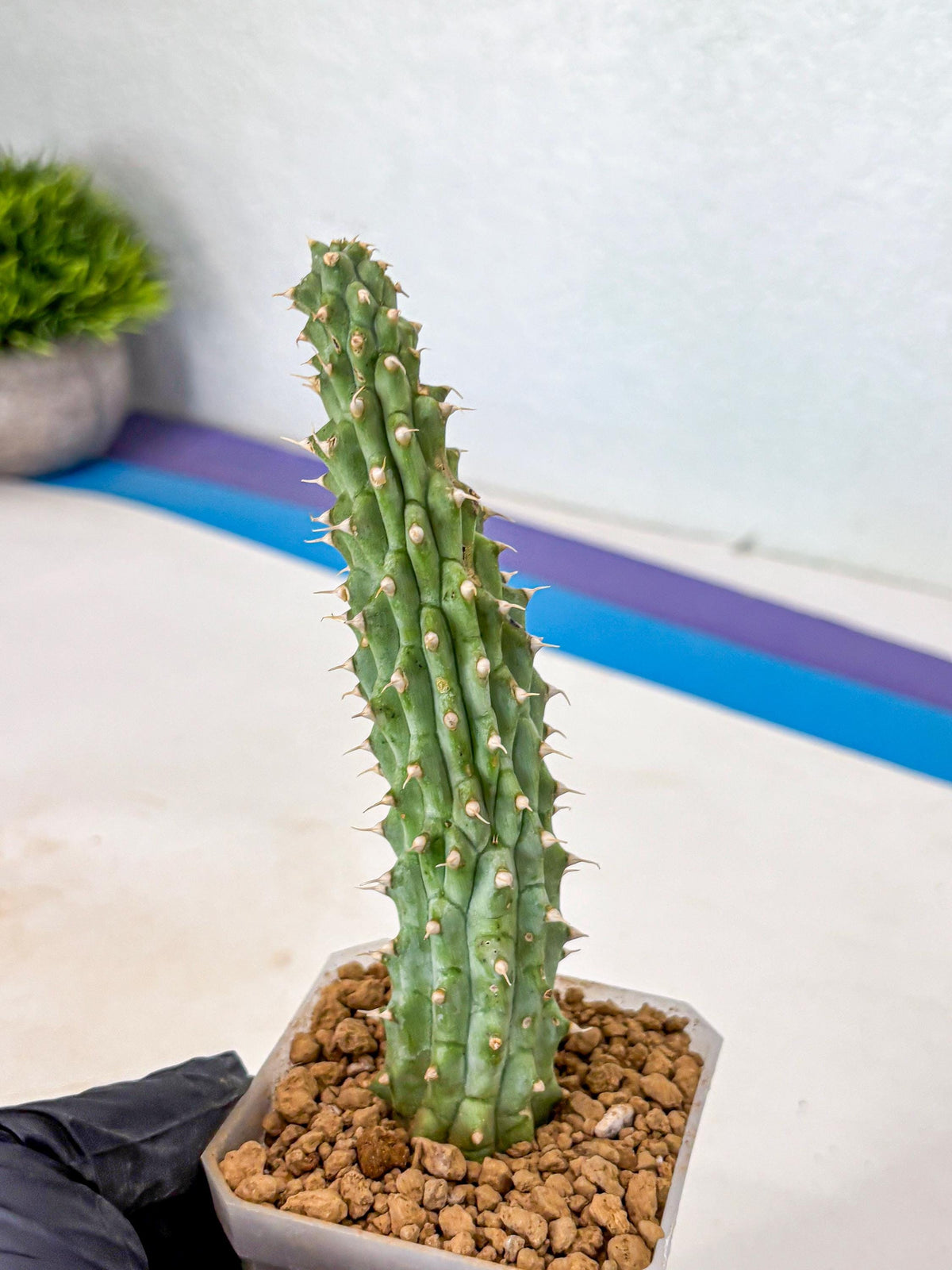 Kalahari Cactus (bb) | Rare House Plants