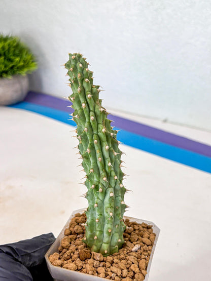 Kalahari Cactus (bb) | Rare House Plants