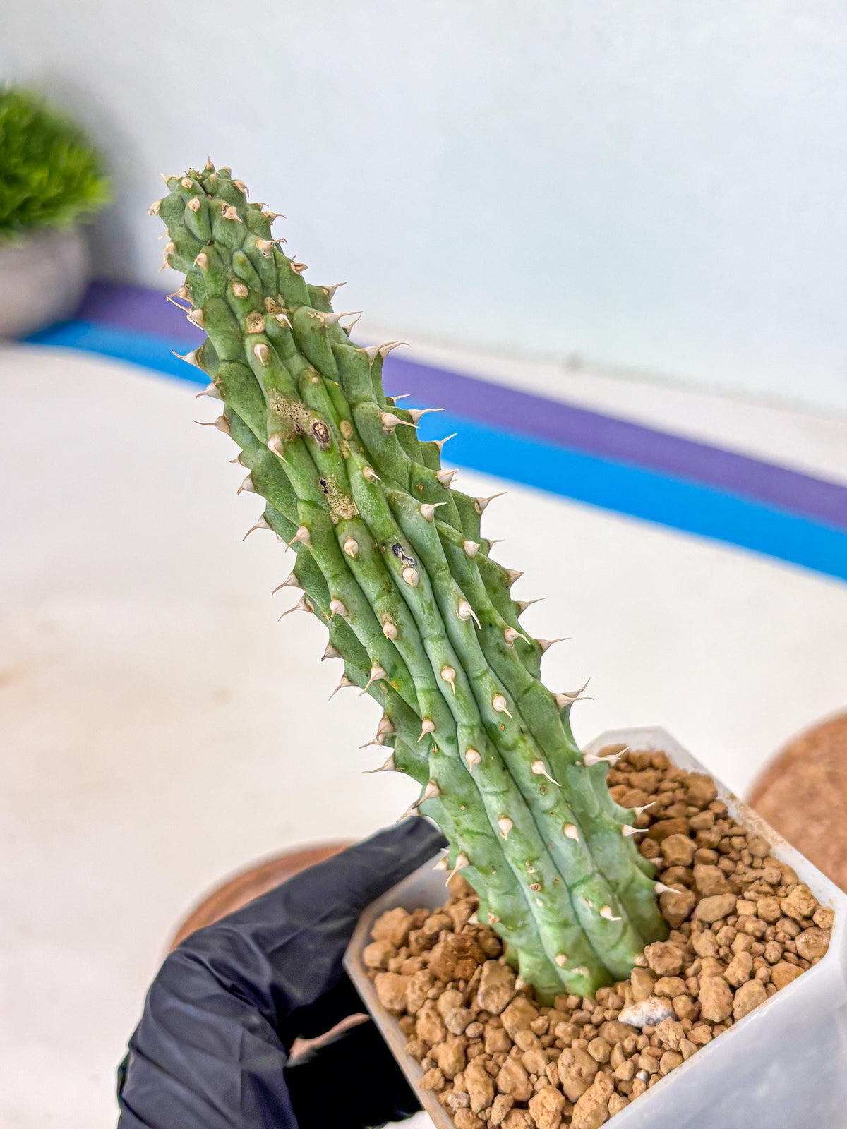 Kalahari Cactus (bb) | Rare House Plants
