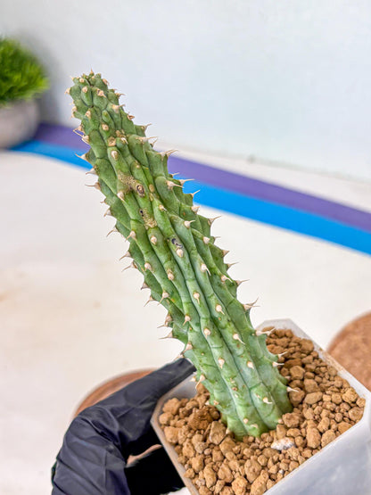 Kalahari Cactus (bb) | Rare House Plants