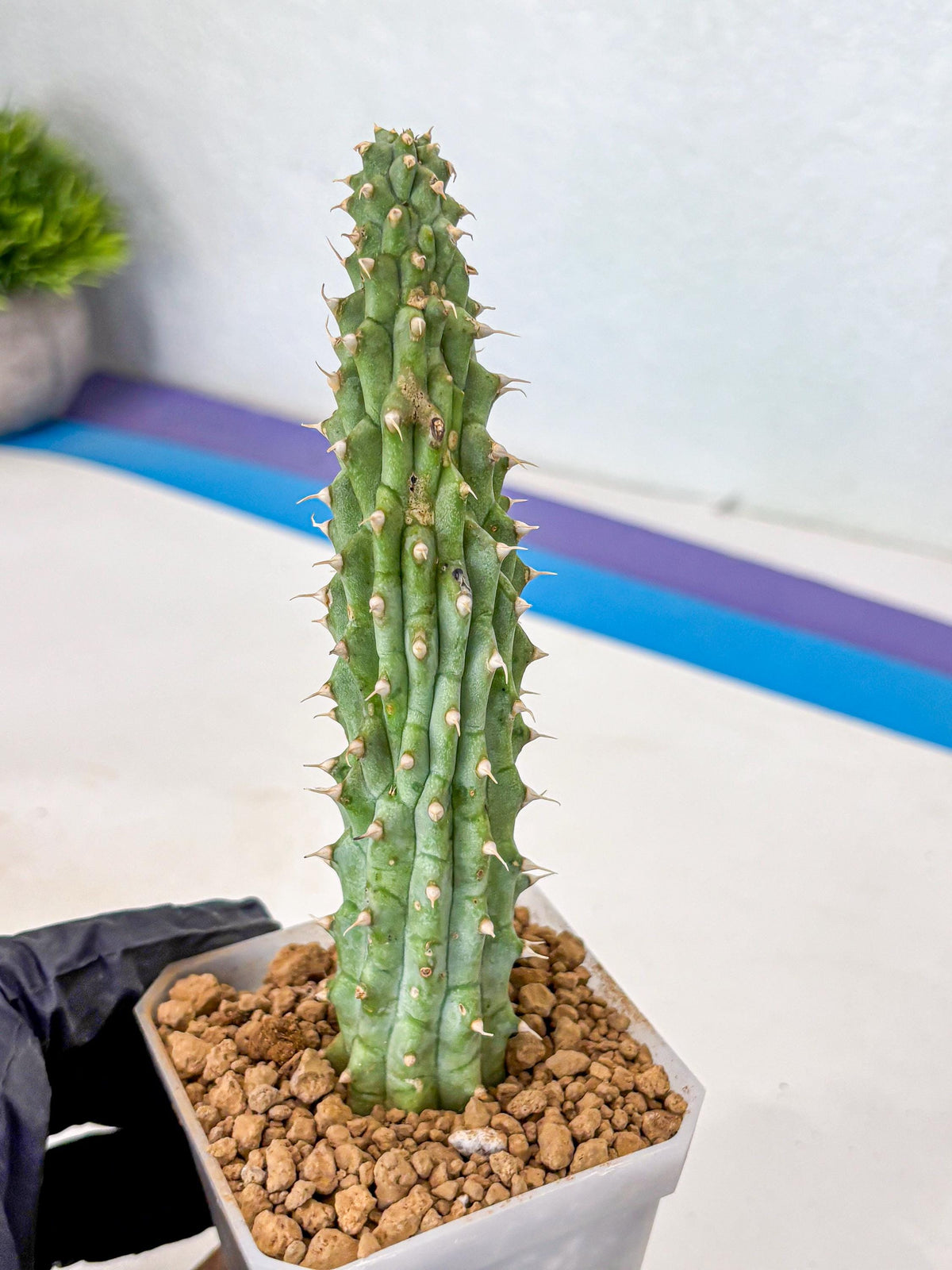 Kalahari Cactus (bb) | Rare House Plants