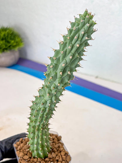 Kalahari Cactus (gg) | Rare House Plants