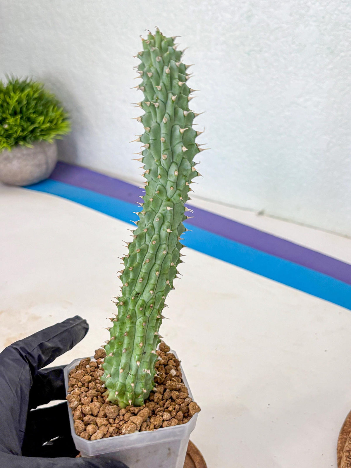 Kalahari Cactus (gg) | Rare House Plants