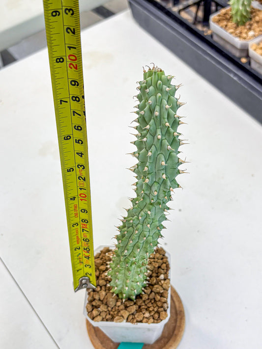 Kalahari Cactus (gg) | Rare House Plants