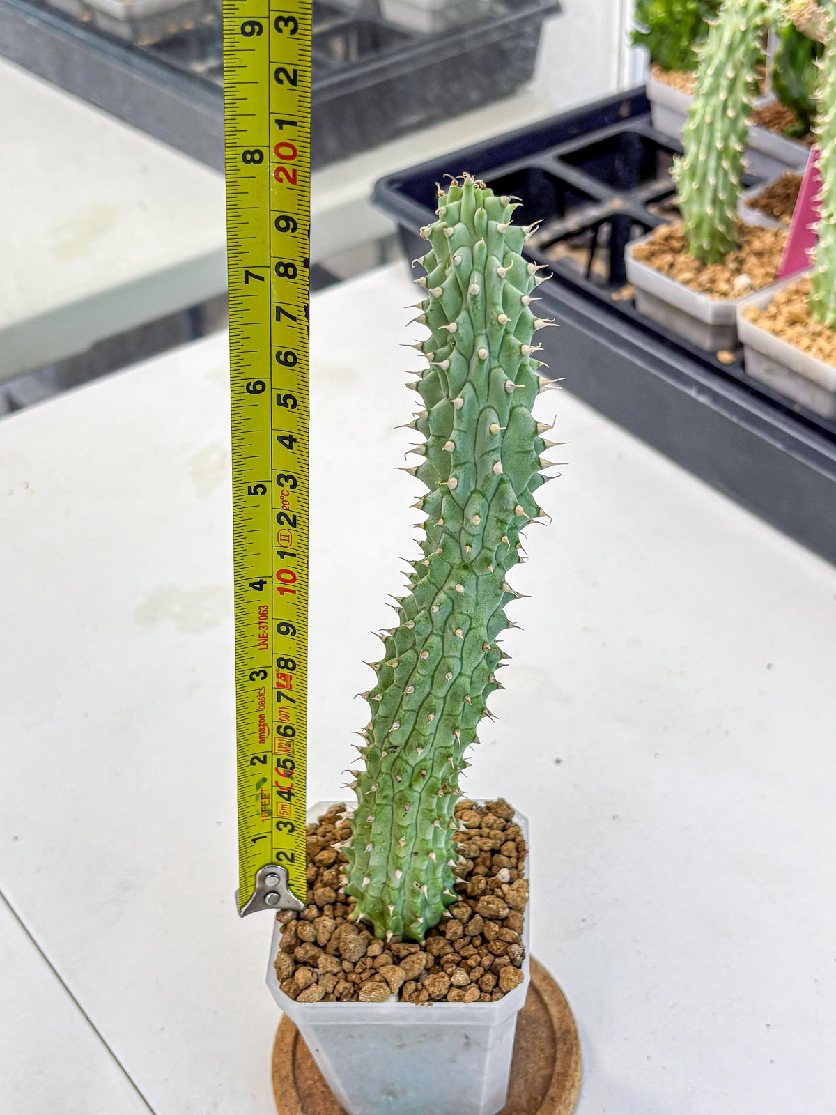Kalahari Cactus (gg) | Rare House Plants