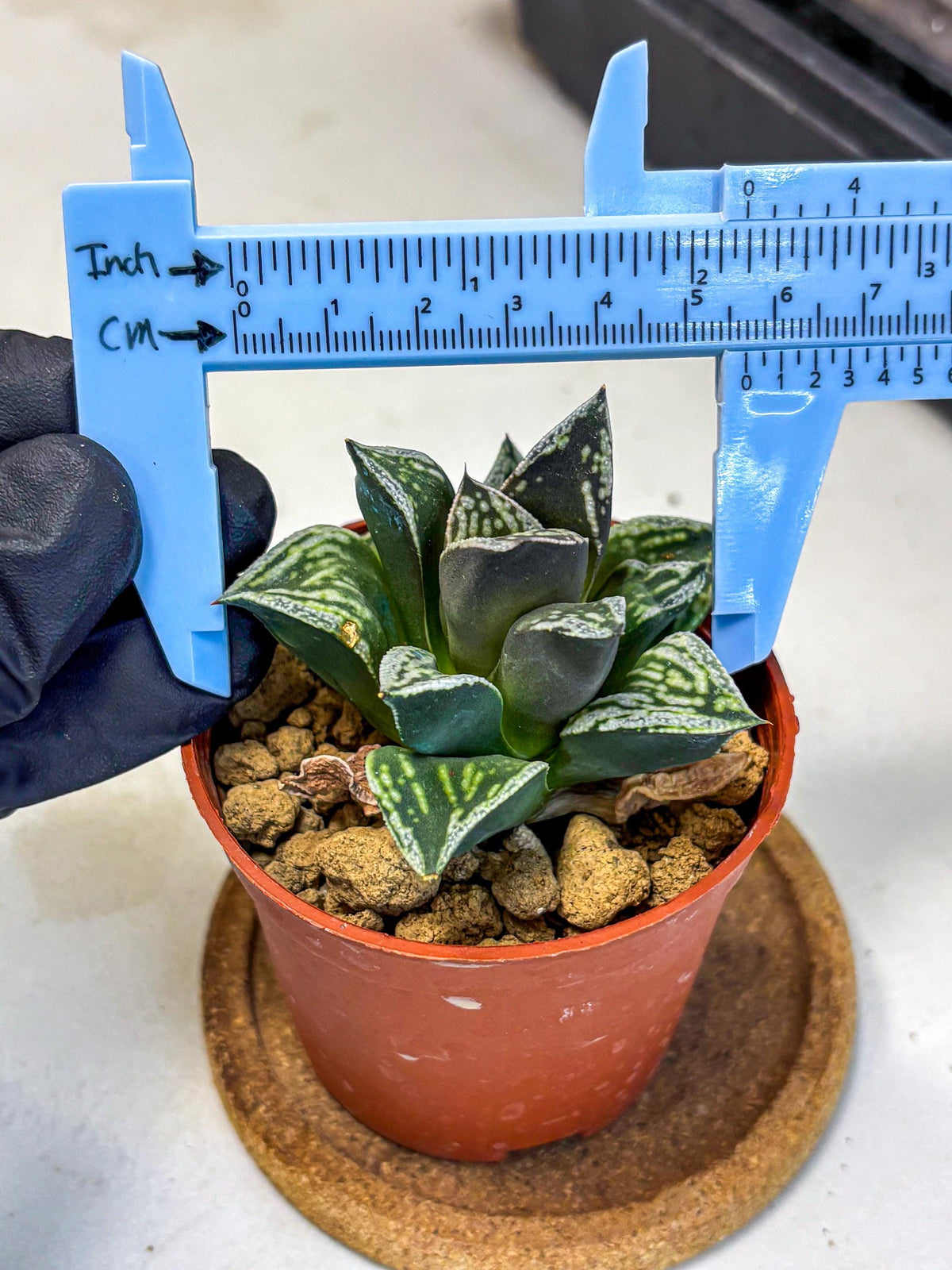 Haworthia Dojakudai Cobbledon (wa4) (y7) | Easy Care Succulent