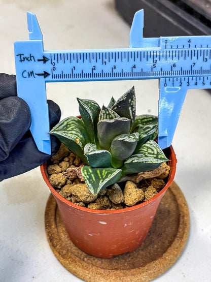 Haworthia Dojakudai Cobbledon (wa4) (y7) | Easy Care Succulent