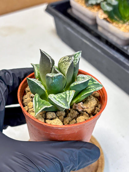 Haworthia Dojakudai Cobbledon (wa4) (y7) | Easy Care Succulent