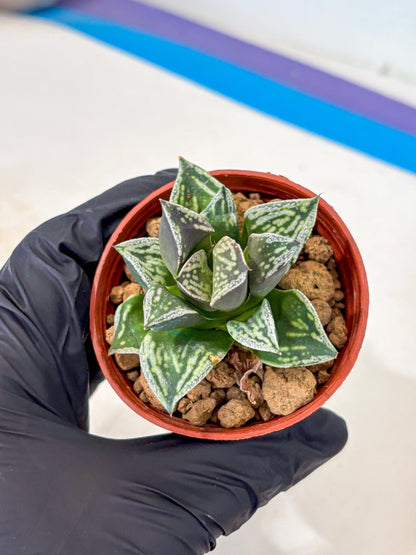 Haworthia Dojakudai Cobbledon (wa4) (y7) | Easy Care Succulent