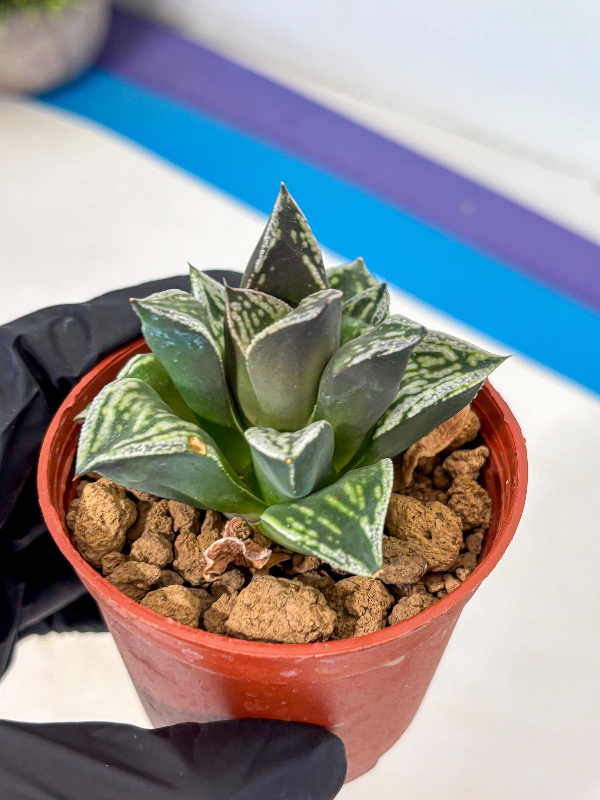 Haworthia Dojakudai Cobbledon (wa4) (y7) | Easy Care Succulent