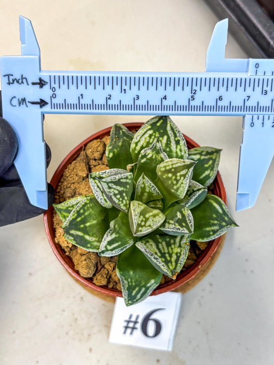 Haworthia Dojakudai Cobbledon (wa4) (6) | Easy Care Succulent
