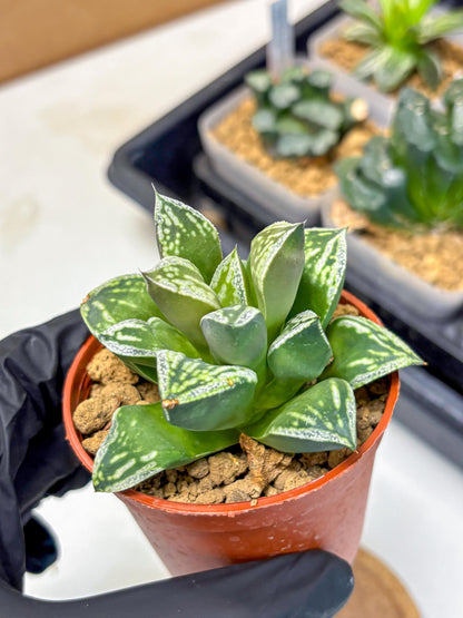 Haworthia Dojakudai Cobbledon (wa4) (6) | Easy Care Succulent