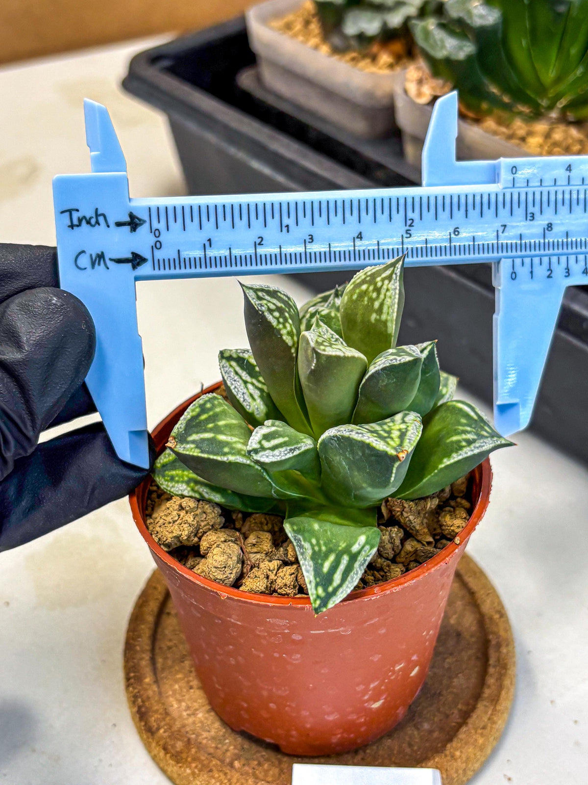 Haworthia Dojakudai Cobbledon (wa4) (6) | Easy Care Succulent