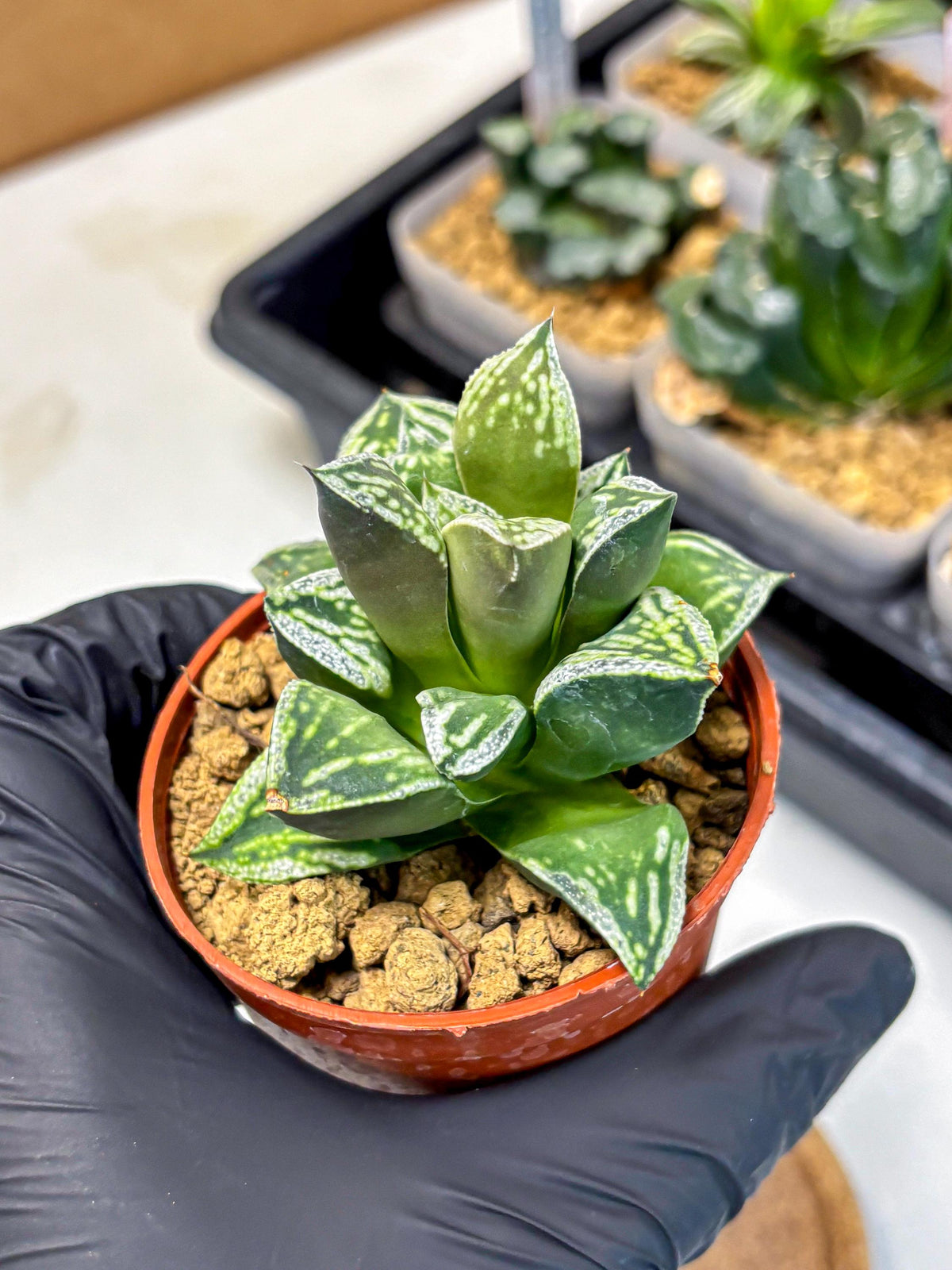 Haworthia Dojakudai Cobbledon (wa4) (6) | Easy Care Succulent