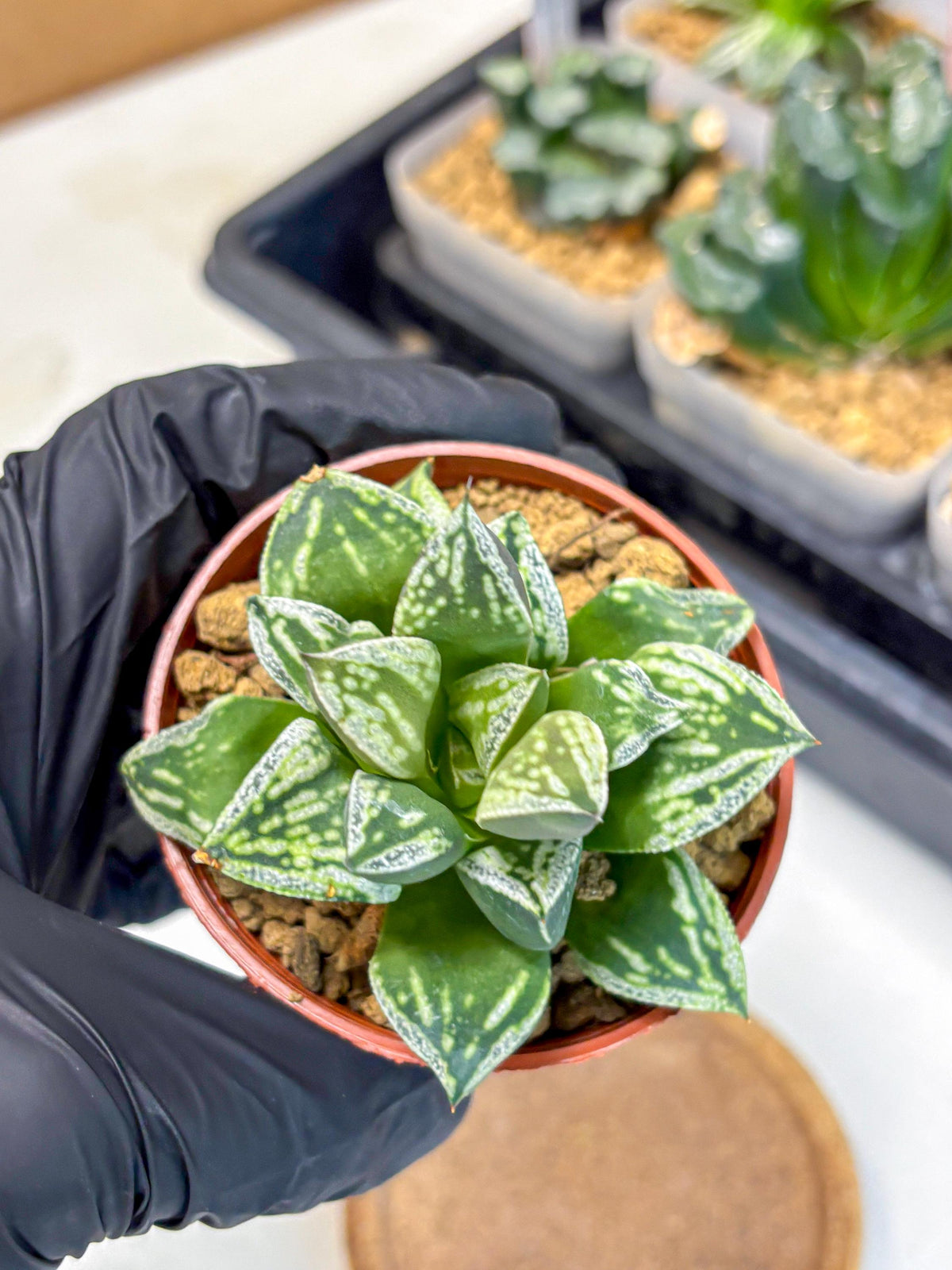 Haworthia Dojakudai Cobbledon (wa4) (6) | Easy Care Succulent