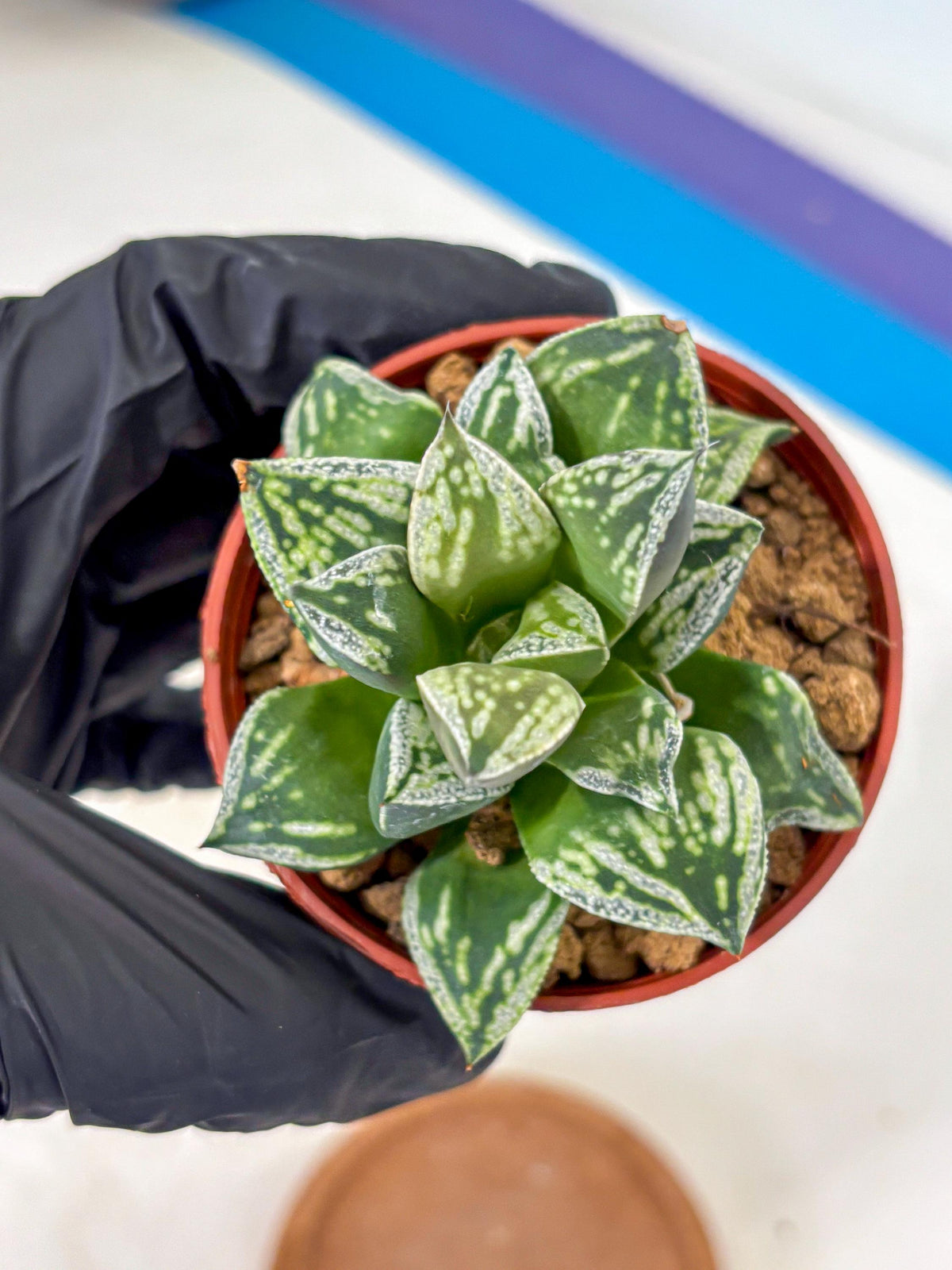 Haworthia Dojakudai Cobbledon (wa4) (6) | Easy Care Succulent