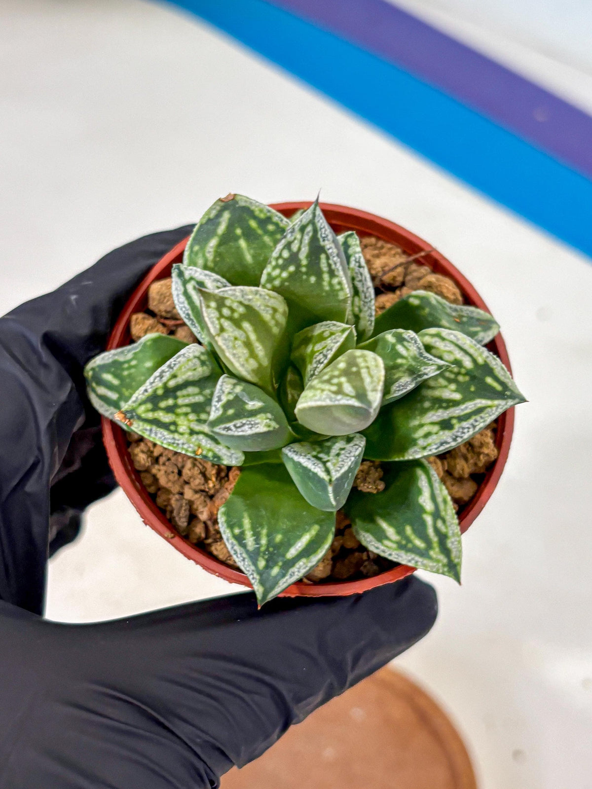 Haworthia Dojakudai Cobbledon (wa4) (6) | Easy Care Succulent