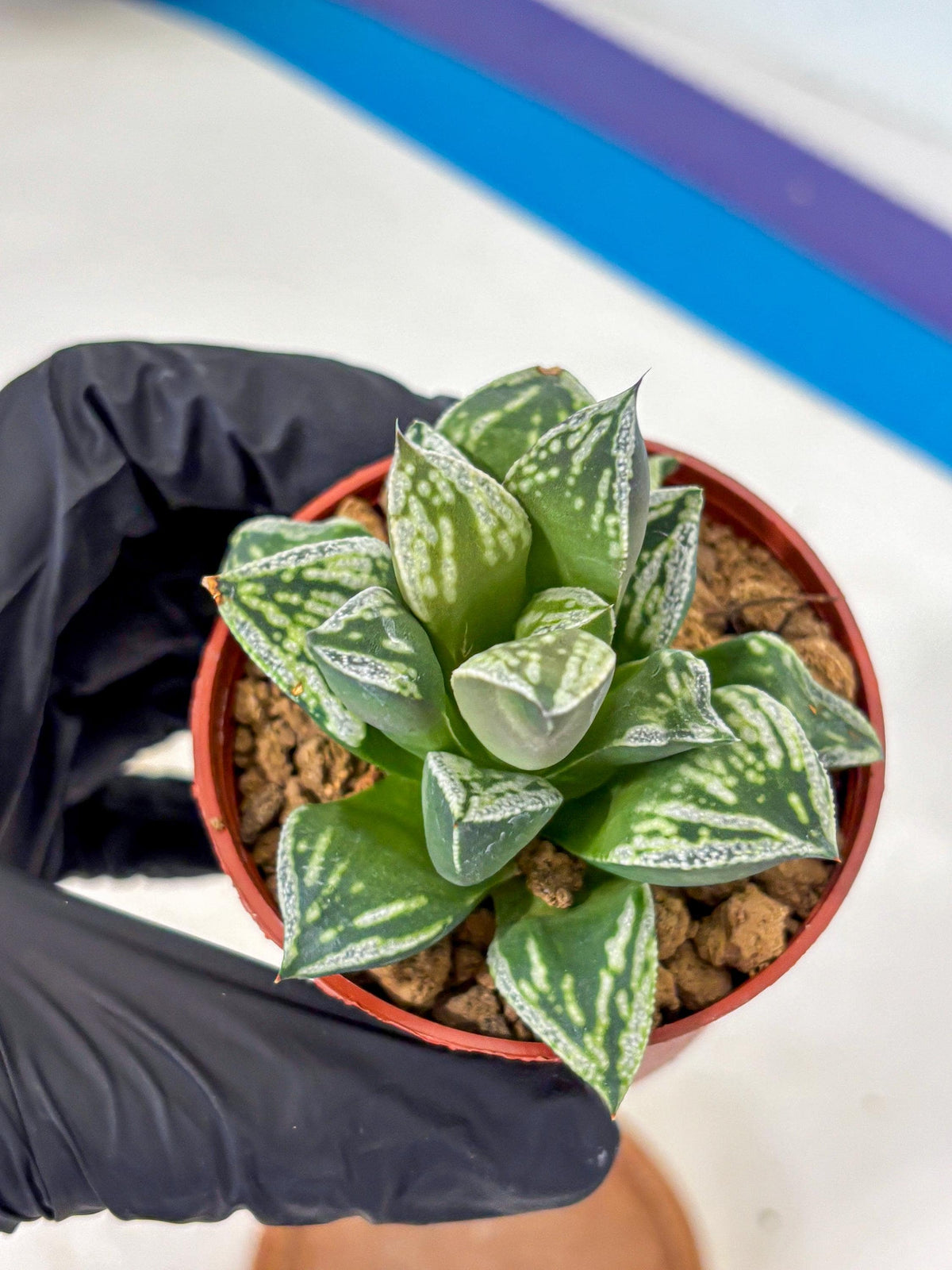 Haworthia Dojakudai Cobbledon (wa4) (6) | Easy Care Succulent